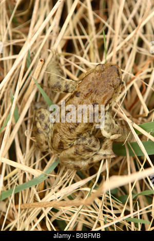 Gemeinsamen Kröte Bufo Bufo gut versteckt und getarnt in Trockenrasen in der Nähe von einem Teich Stockfoto