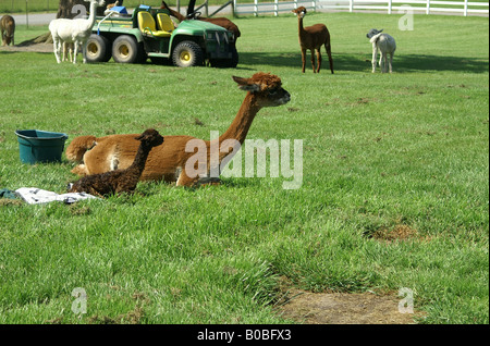 Geburt eines Alpaka Alpaka auf eine Farm im Staat Washington. Stockfoto