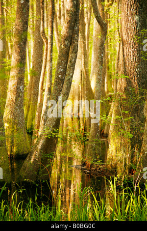 Cypress Swamp, Congaree-Nationalpark, South Carolina Stockfoto