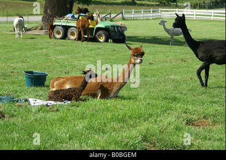 Geburt eines Alpaka Alpaka auf eine Farm im Staat Washington. Stockfoto