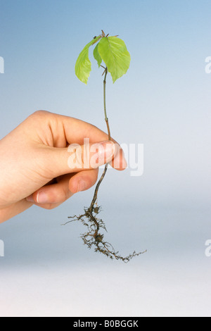 Rotbuche (Fagus Sylvatica), Hand Holding Sämling mit frischen Blätter, Studio Bild Stockfoto
