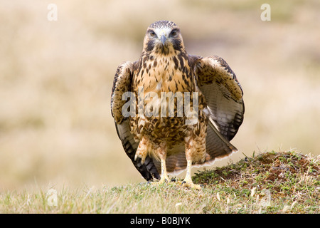 Red-backed Bussard in Falkland-Inseln Stockfoto