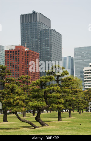 Tokios Hochhäuser in der Nähe von Tokyo Station Turm hinter den geformten Kiefern außerhalb des kaiserlichen Palastes, Tokio, Japan. Stockfoto