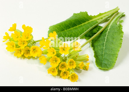 Schlüsselblume (Primula Veris), blühende Pflanze, Studio Bild Stockfoto