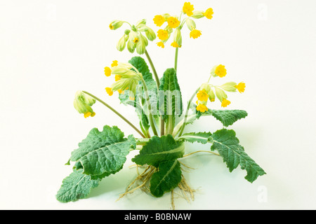 Schlüsselblume (Primula Veris), blühende Pflanze, Studio Bild Stockfoto