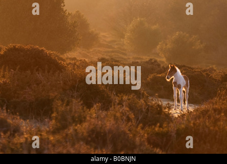 Quanktock Pony im frühen Morgen leichte somerset Stockfoto