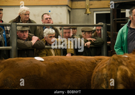 düster aussehenden Landwirte auf eine Viehversteigerung geführt von Dai Lewis am Mart Newcastle Emlyn Ceredigion Wales UK Stockfoto