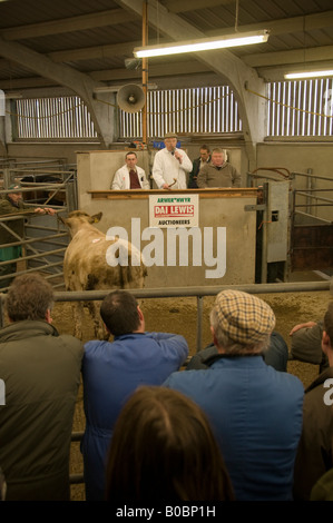 Landwirte auf eine Viehversteigerung geführt von Dai Lewis am Mart Newcastle Emlyn Ceredigion Wales UK Stockfoto