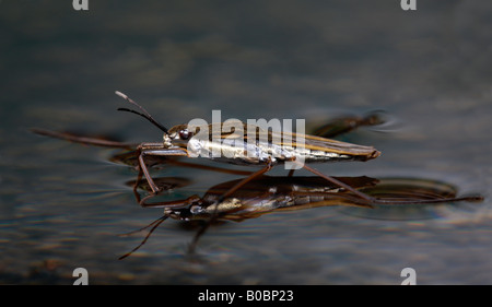 Gemeinsamen Teich Skater Gerris Lacustris am Teich Potton Bedfordshire Stockfoto