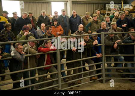 Landwirte auf eine Viehversteigerung geführt von Dai Lewis am Mart Newcastle Emlyn Ceredigion Wales UK Stockfoto