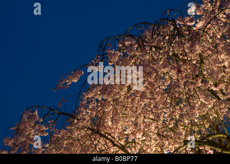 Ein hellrosa weinend Kirsche in voller Blüte gegen den blauen Himmel bei Sonnenuntergang, Shimosuwa, Nagano, Japan Stockfoto