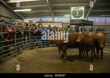 Landwirte auf eine Viehversteigerung geführt von Dai Lewis am Mart Newcastle Emlyn Ceredigion Wales UK Stockfoto