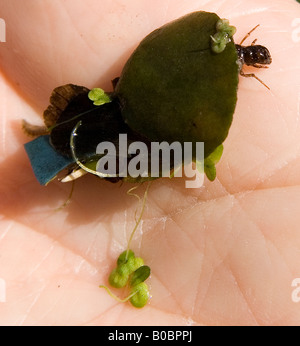 Köcherfliegenart Larve mit Cocoon von Blatt Ablagerungen auf einer menschlichen hand Stockfoto