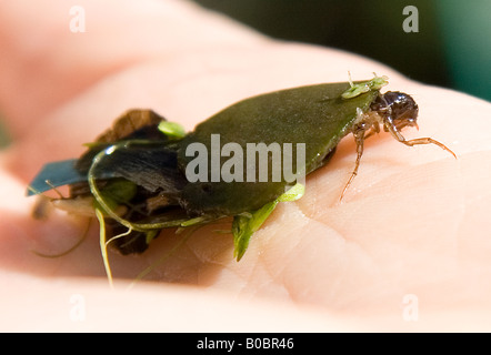 Köcherfliegenart Larve mit Cocoon von Blatt Ablagerungen auf einer menschlichen hand Stockfoto