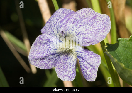 Violet, Viola Sororia Sommersprossen Sommersprossen Stockfoto
