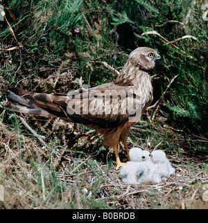 Montagus Harrier Circus Pygargus mit Küken im nest Busard hellblondes Frankreich Afrika Afrika Asien Asien Aves Brutpflege Busard hellblondes Stockfoto