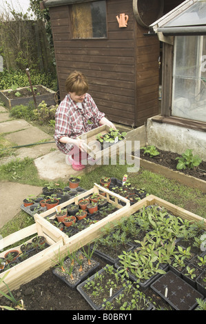 Gärtner, Härten aus Pflanzen außerhalb Gewächshaus im Frühjahr Norfolk UK April Stockfoto