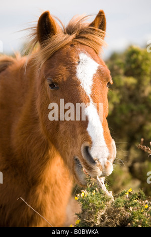 Ein Pony Essen Ginster in der New Forest-Hampshire UK Stockfoto