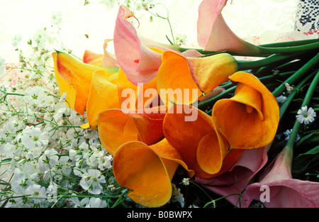 Gelbe Calla Lilien im Fenster Stockfoto