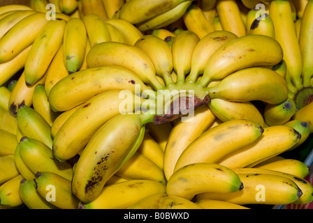 Trauben von frische Baby-Bananen auf einem Bauern-Markt Stockfoto