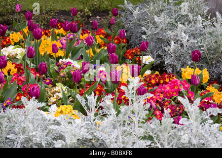 Tulpen und Stiefmütterchen Dekoration Norwich Straßen und Gärten Stockfoto
