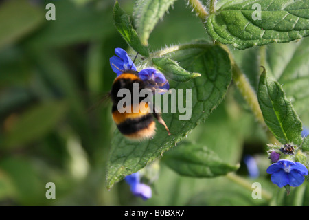 Bombus Apidae - BumbleBee sammeln Pollen Stockfoto