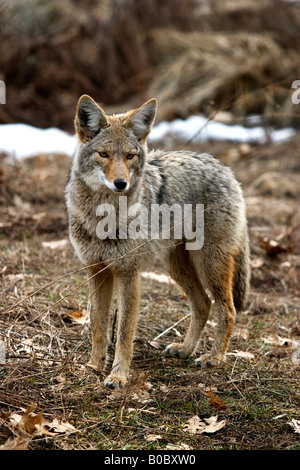 Kojote im Yosemite Valley in Kalifornien Yosemite-Nationalpark Stockfoto
