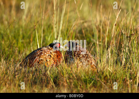 Gemeinsamen Fasan Phasianus Colchicus zwei männliche Vögel unter den Gräsern Stockfoto