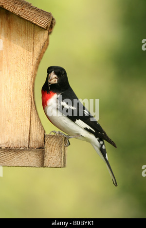 Männliche Rose – Breasted Kernbeißer am Futterhäuschen Stockfoto