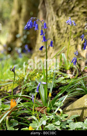 Englische Bluebell im Wald. Stockfoto