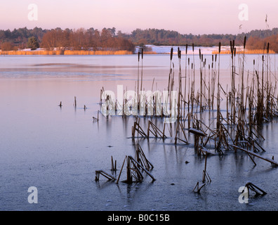 Gefrorene FRENSHAM großer Teich mit rn Schilf Reedmace Typha latifolia im Vordergrund im Winter. Frensham Farnham Surrey England Großbritannien Großbritannien Stockfoto