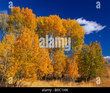 Colville National Forest Ackermann Stand der Espen im Herbst unter blauem Himmel Stockfoto
