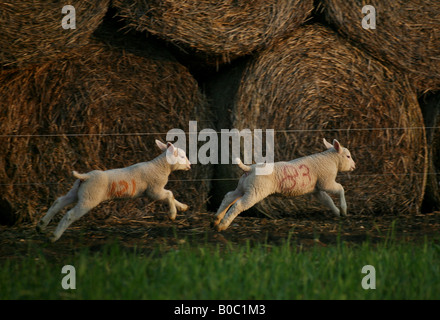 Zwei Lämmer springen in der Abenddämmerung Felder im Kirchturm Minogue auf die Essex-Suffolk-Grenzen Stockfoto