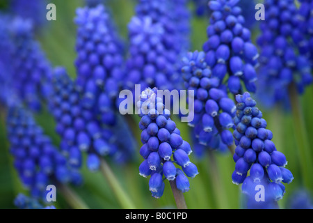 Trauben Hyazinthe blüht blühende Traubenhyazinthen Stockfoto