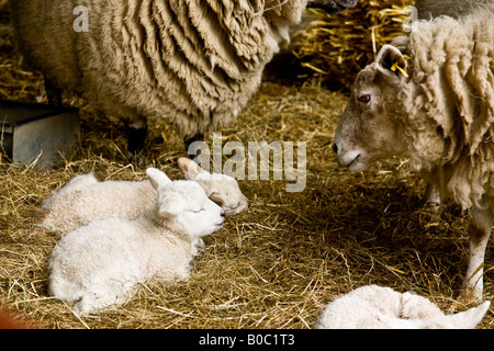 Neu geborenen Lämmer auf einer Farm in Surrey mit ein wenig schlafen mit Mama schauen auf ihre Nachkommen Stockfoto