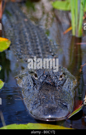 Alligator im National Wildlife Refuge Okefenokee Sumpf Stockfoto