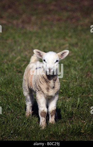 Neugeborenen Lämmern mit schmutzigen Knien Unwesen in einem Feld in Steeple Minogue auf die Essex-Suffolk-Grenzen Stockfoto