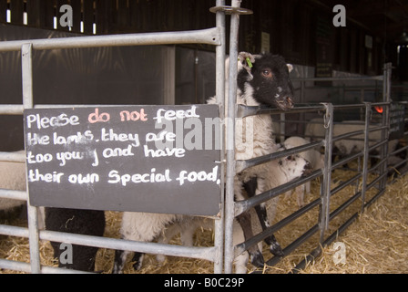 Schafe in der Junior-Farm in Wroxham Scheunen In Norfolk, Großbritannien Stockfoto