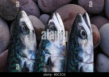 Fangfrisch Makrele am Strand (Budleigh Salterton, Devon, UK) Stockfoto