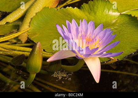 Blaue Seerose aktuell Stockfoto