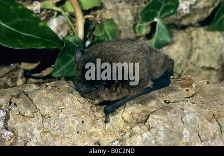 Nathusius Zwergfledermaus Fledermaus Pipistrellus Nathusii in Gefangenschaft Stockfoto