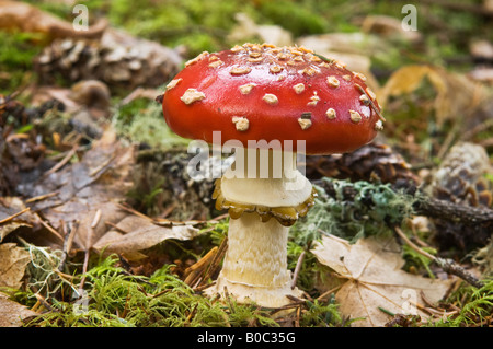 Fliegen Sie Amanita oder Fliegenpilz Pilz Amanita muscaria Stockfoto