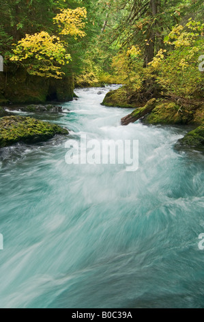 Der Wild Scenic Upper McKenzie River Willamette National Forest Cascade Mountains Oregon Stockfoto