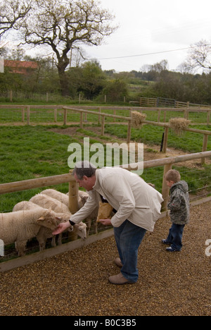 Menschen, die Fütterung der Schafe in der Junior-Farm in Wroxham Scheunen In Norfolk, Großbritannien Stockfoto