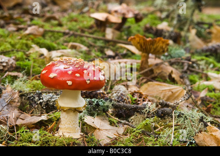 Fliegen Sie Amanita oder Fliegenpilz Pilz Amanita muscaria Stockfoto