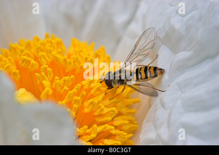 Schwebfliege auf "Fried Egg Blume" Baum poppy Stockfoto