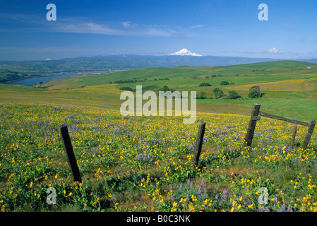 USA, WA, Arrowleaf Balsamwurzel und Lupine am Hang mit Blick auf den Columbia River, Mt. Hood und Mount Jefferson in Ferne Stockfoto