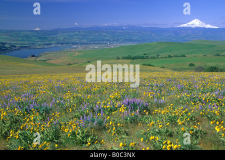 USA, WA, Arrowleaf Balsamwurzel und Lupine am Hang mit Blick auf den Columbia River, Mt. Hood und Mount Jefferson in Ferne Stockfoto