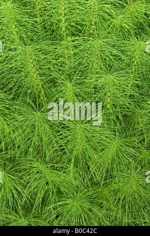 Gemeinsamen Schachtelhalm Equisetum arvense Stockfoto