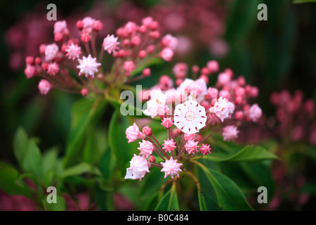 Mountain Laurel entlang der Blue RIdge Parkway Stockfoto